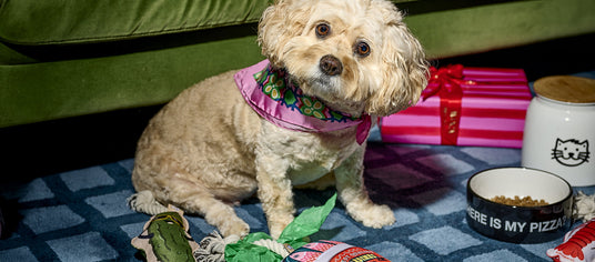 Christmas Gifts for Pets