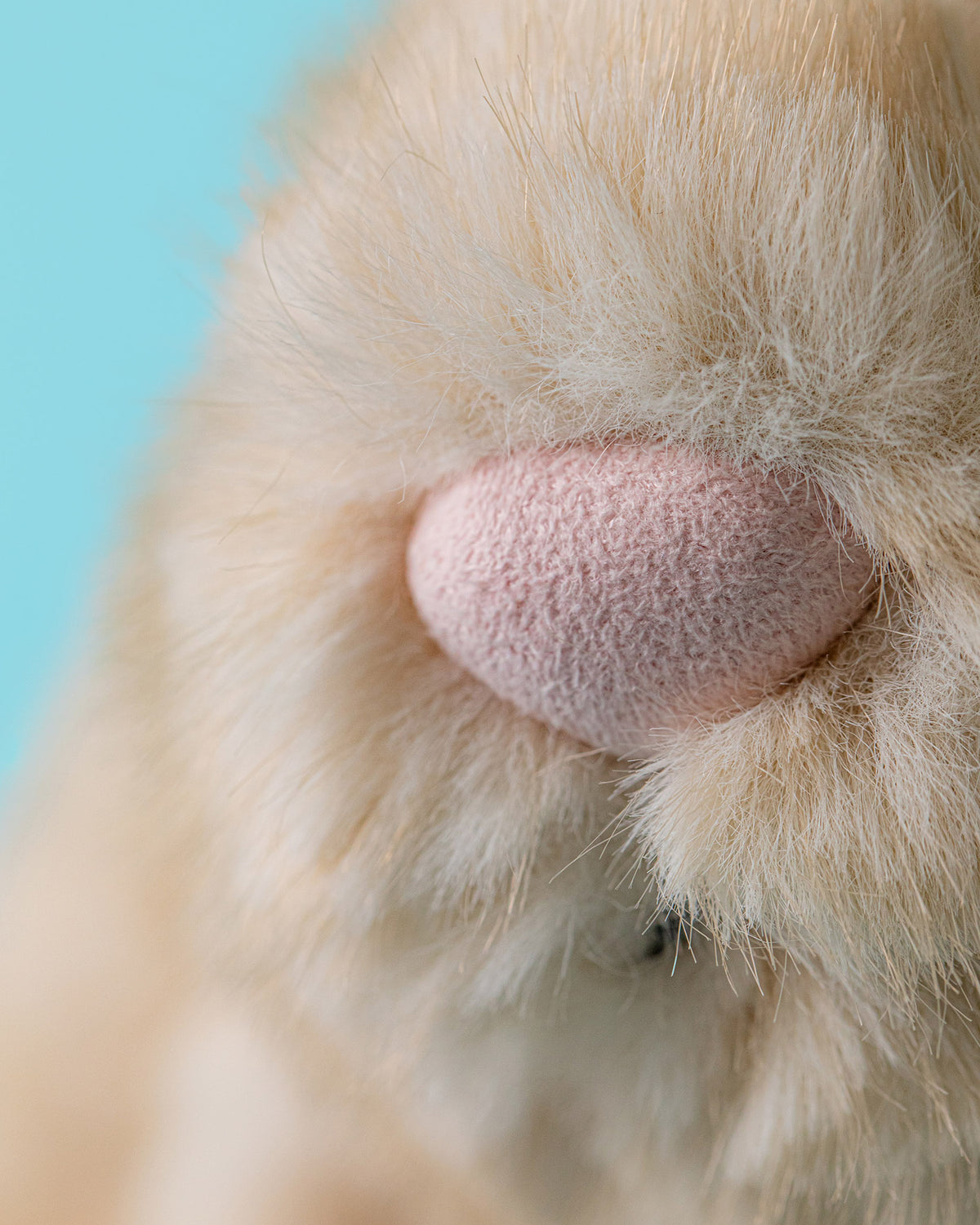 Franilla Luxe Bunny