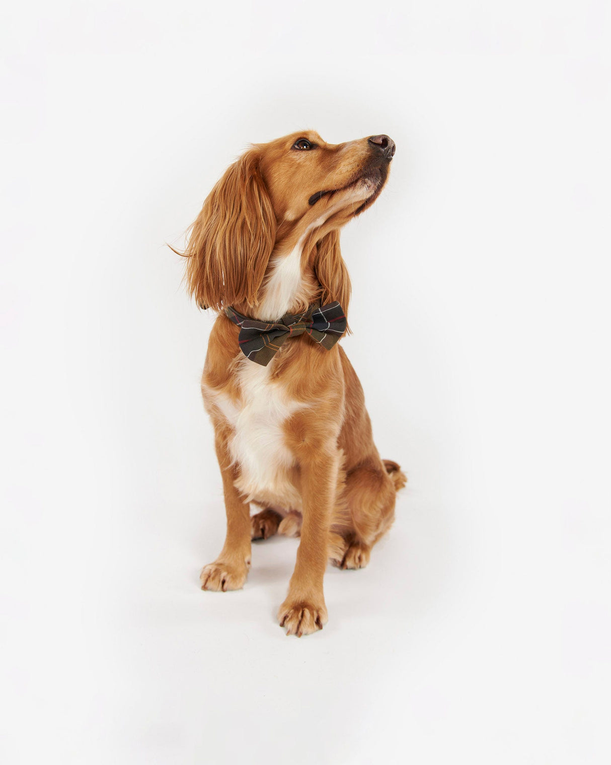 Classic-Tartan-Dog-Bow-Tie