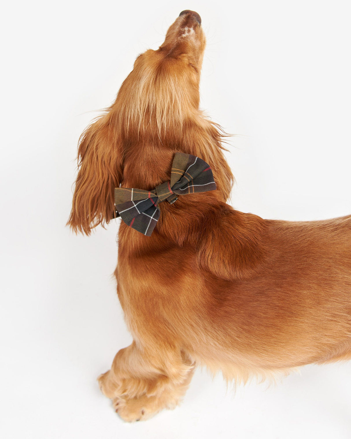 Classic-Tartan-Dog-Bow-Tie