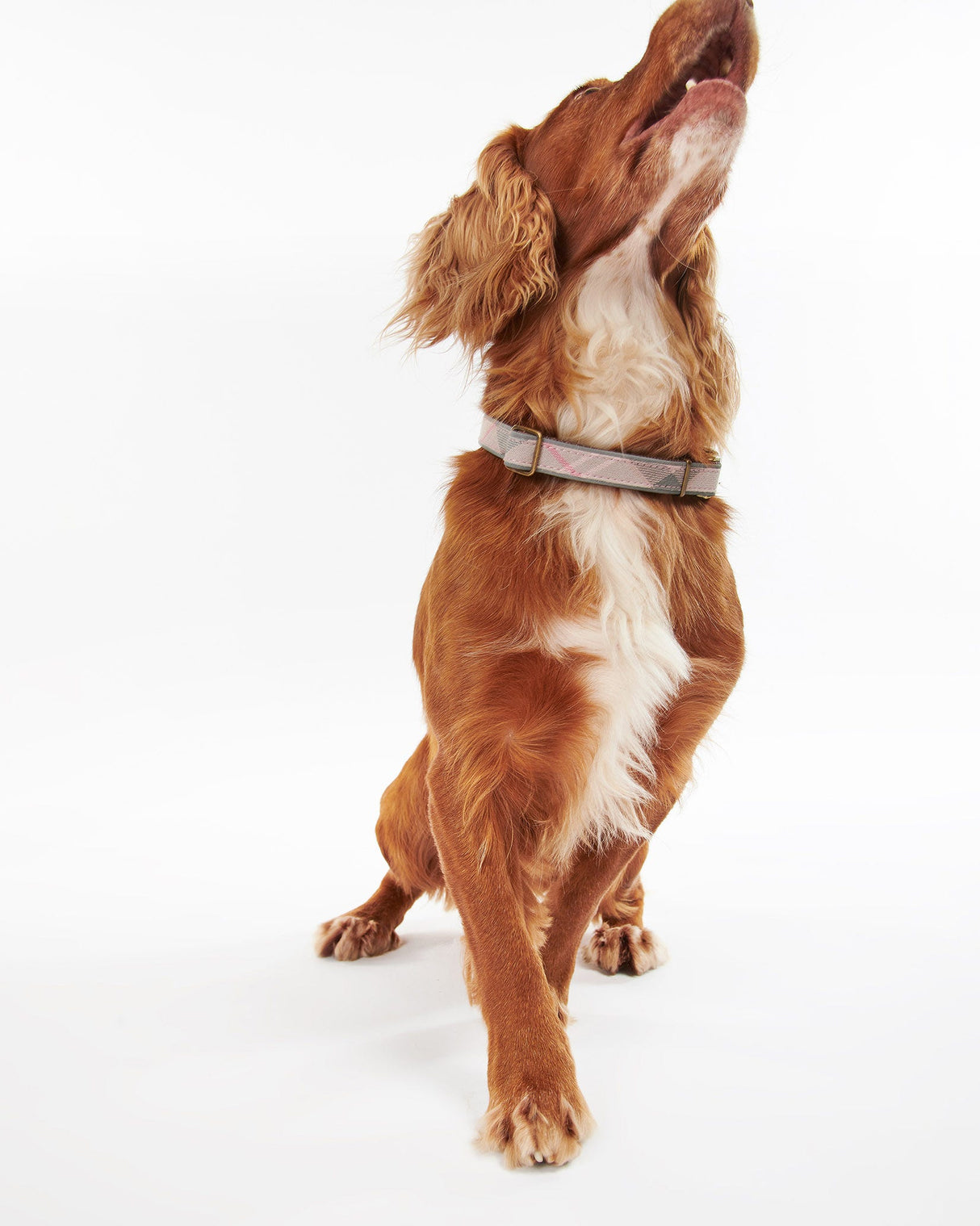 Pink-Tartan-Taupe-Barbour-Relective-Dog-Collar