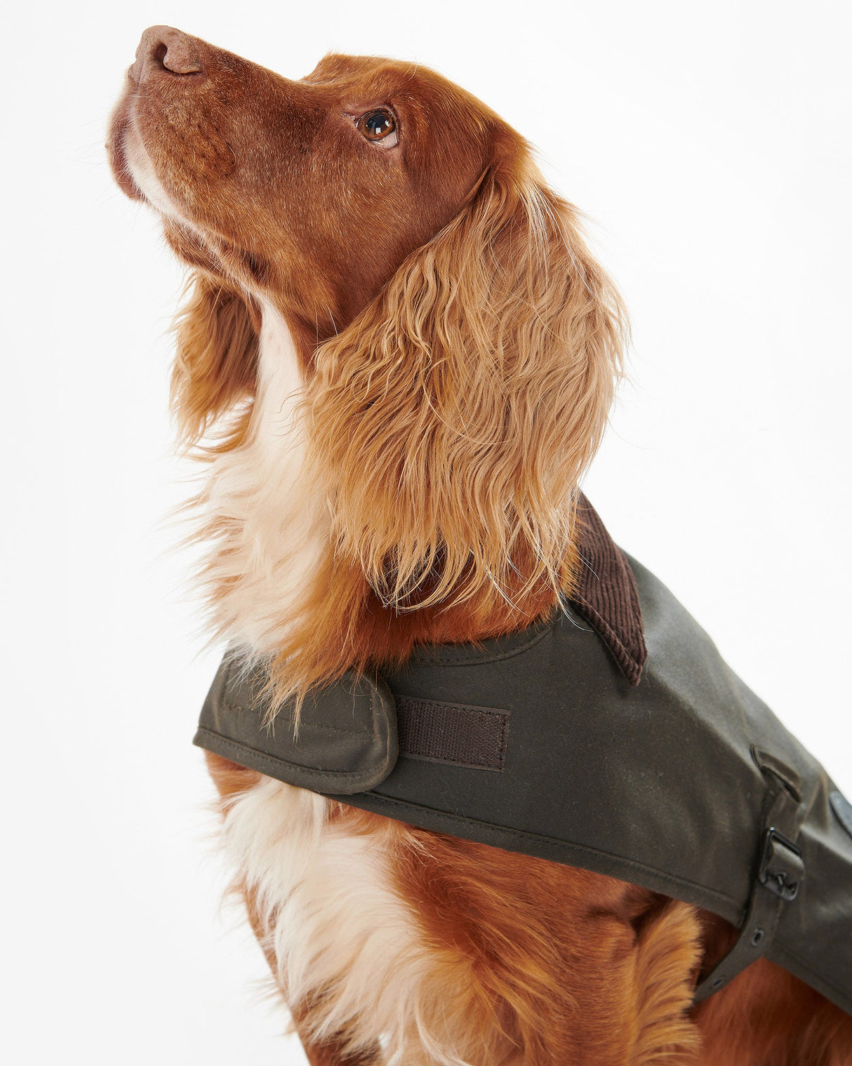 Olive Barbour Waxed Cotton Dog Coat