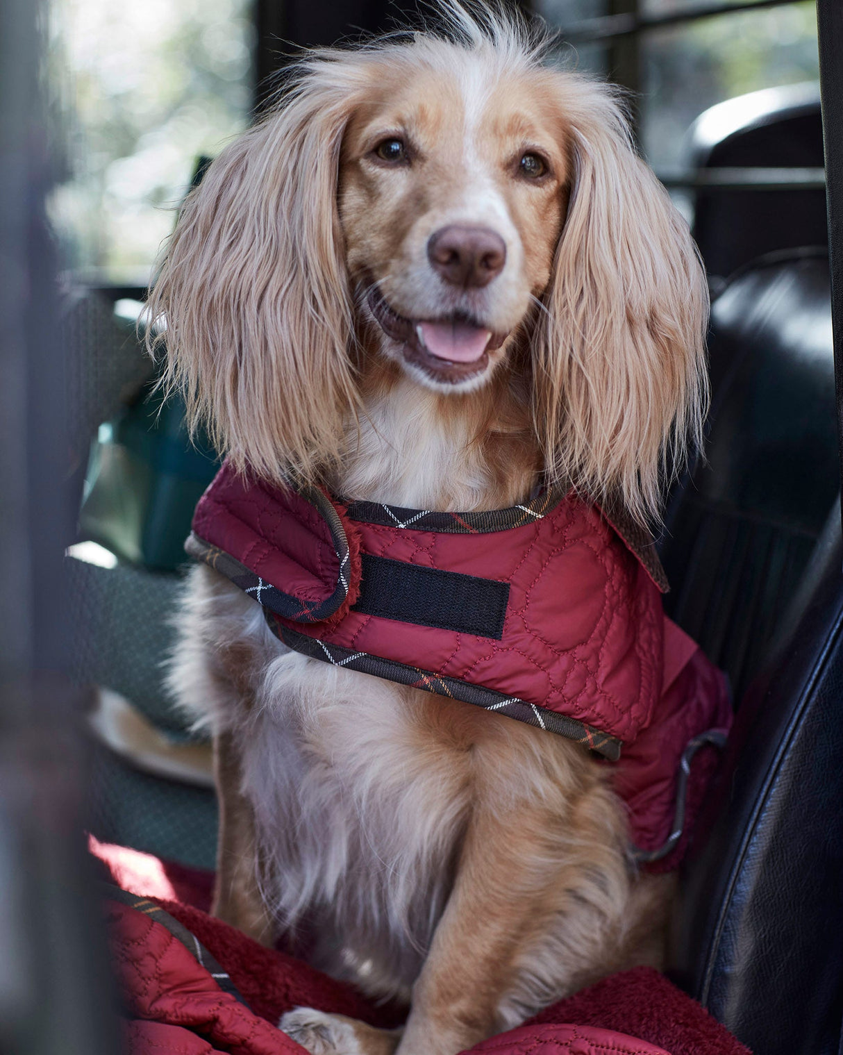 Cranberry Dog Bone Quilted Dog Coat