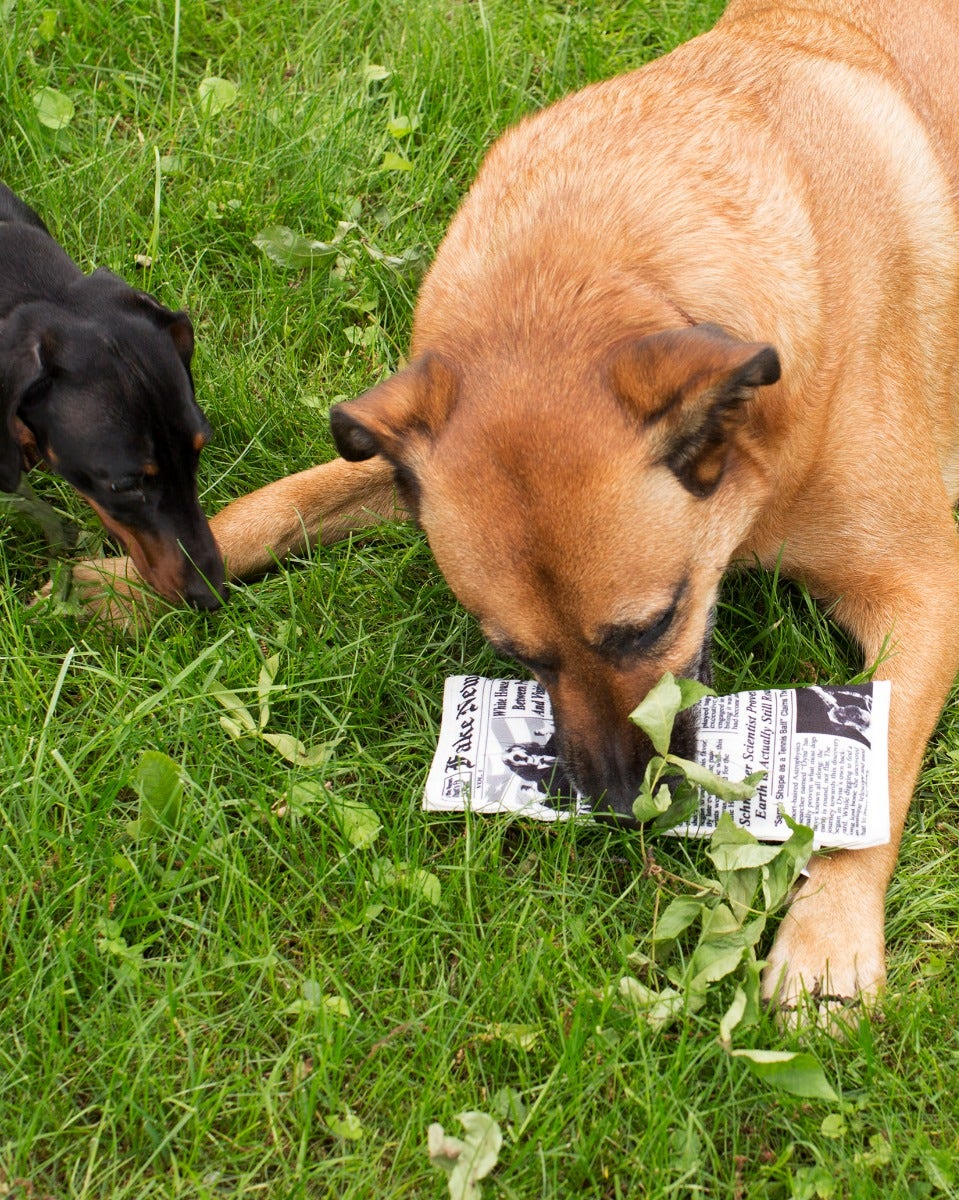 Fake News Squeaky Dog Toy