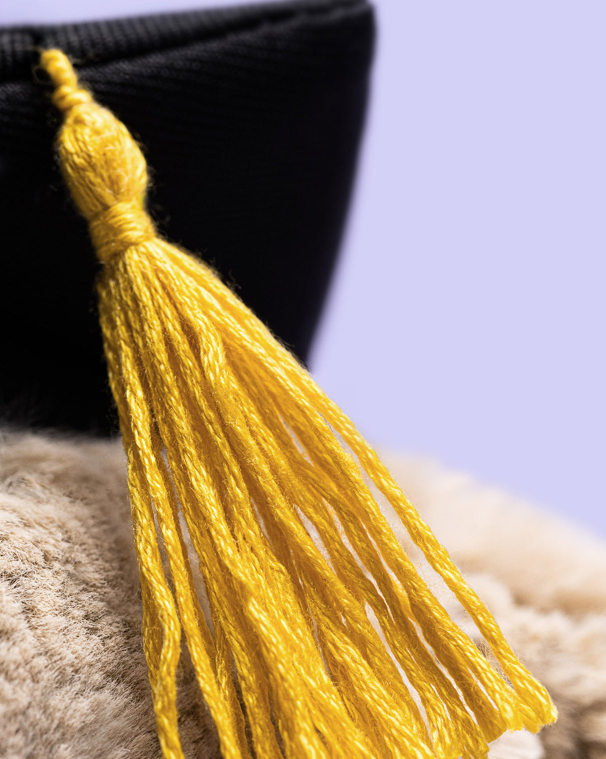 Bashful Bunny Graduation
