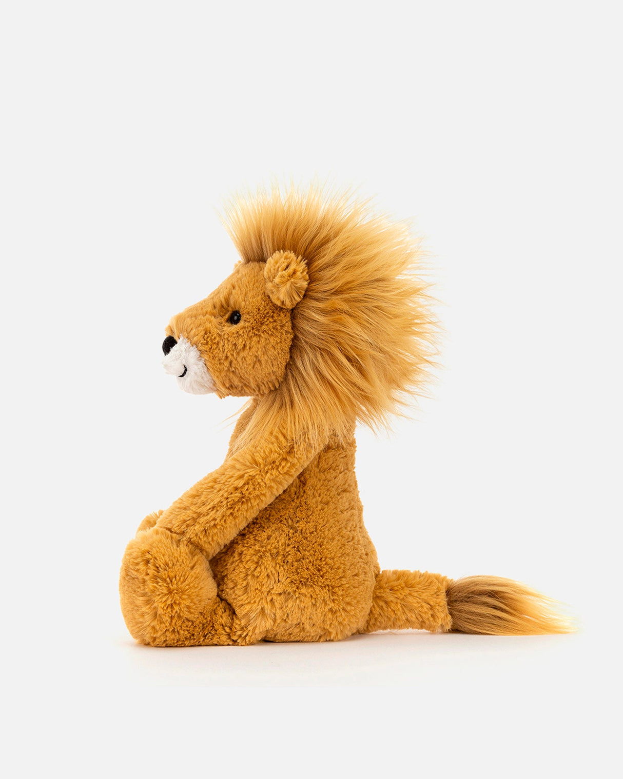 Bashful Lion