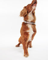 Pink-Tartan-Taupe-Barbour-Relective-Dog-Collar