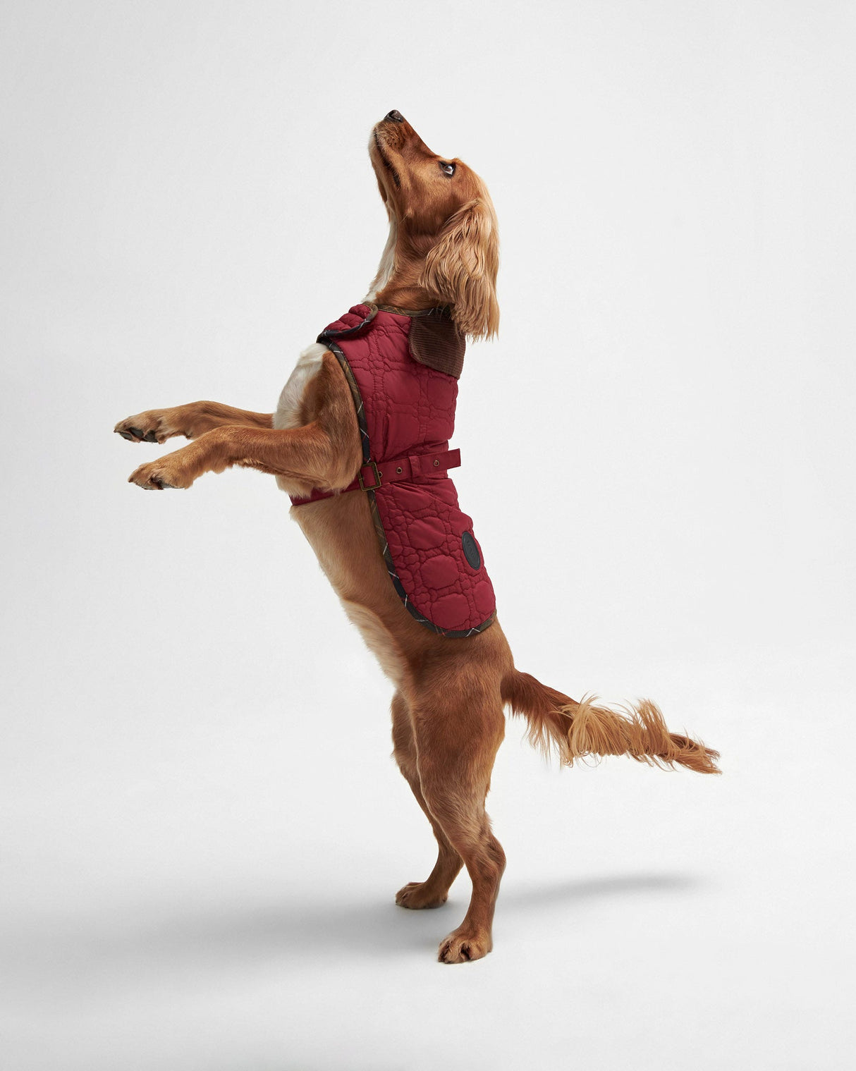 Cranberry Dog Bone Quilted Dog Coat