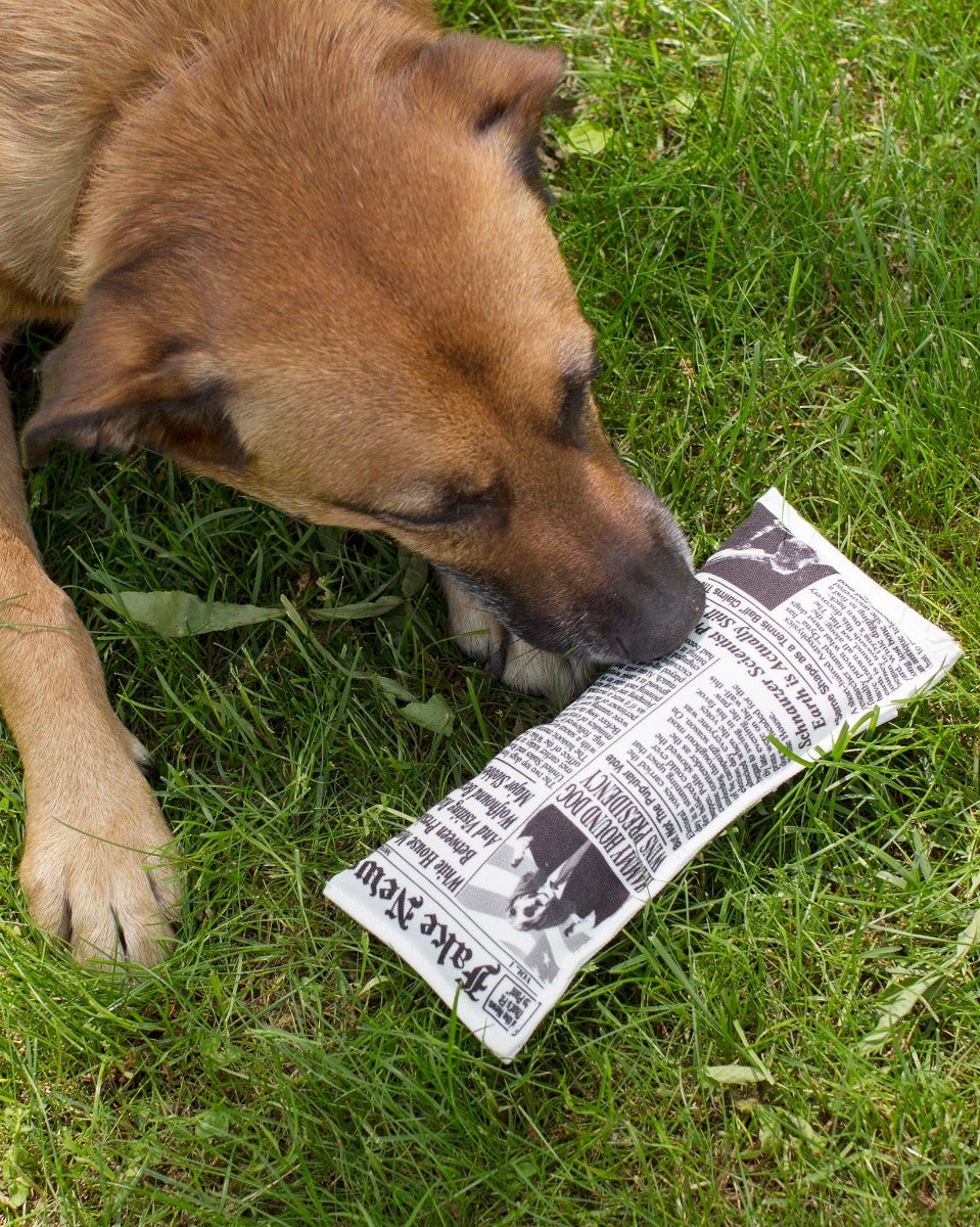Fake News Squeaky Dog Toy