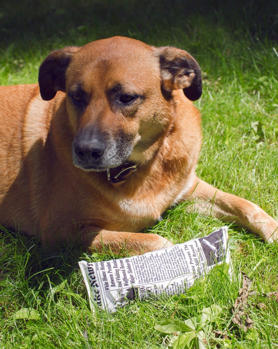 Fake News Squeaky Dog Toy