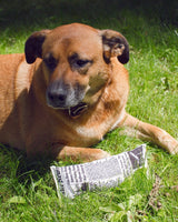Fake News Squeaky Dog Toy