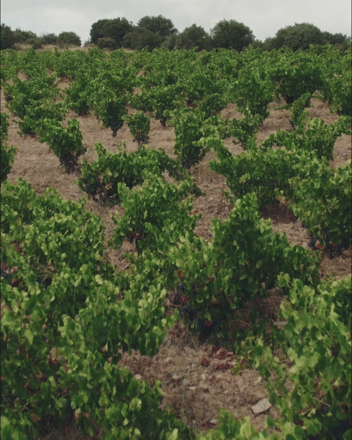Bodegas Raíces Ibéricas 2026 Wine Advent Calendar