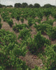 Bodegas Raíces Ibéricas 2026 Wine Advent Calendar